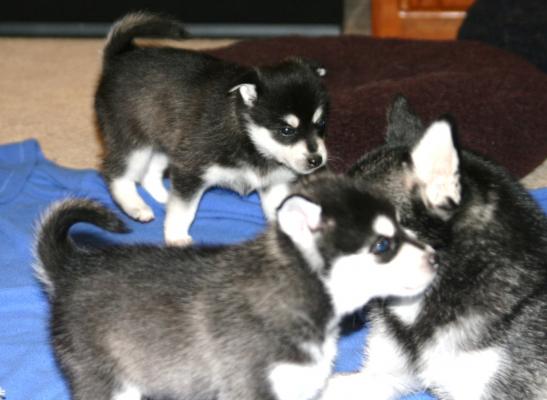 Litter of 9 Alaskan Klee Kai puppies for sale